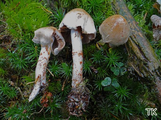 Kupferschuppiger Seidenkopf (Cortinarius spilomeus)