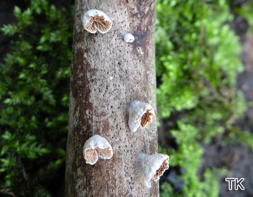 Crepidotus cesatii - Kugelsporiges Stummelfüßchen