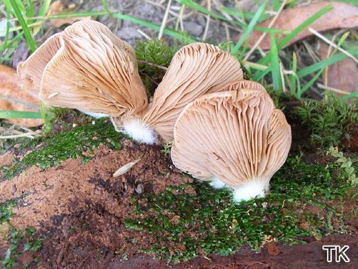 Crepidotus applanatus - Gerieftes Stummelfüßchen