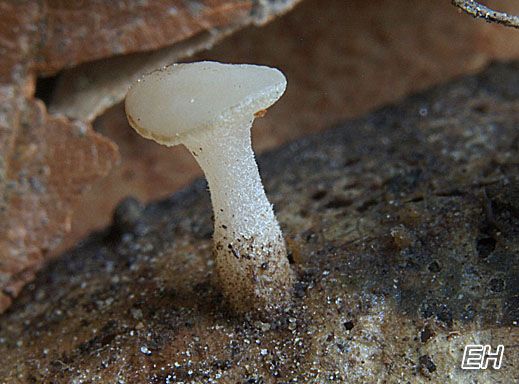 Cudoniella clavus - Wasserkreisling