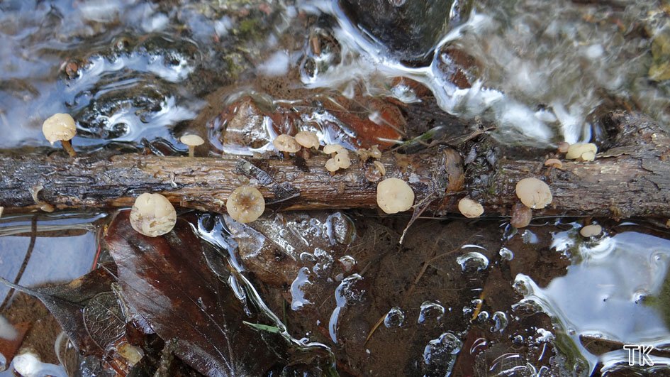 Cudoniella clavus