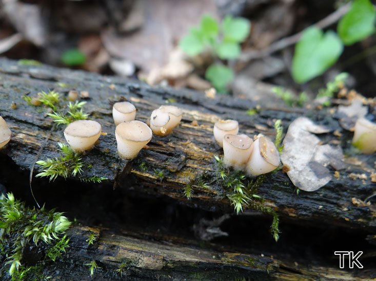ackenzahnkreisling (Cudoniella tenuispora)