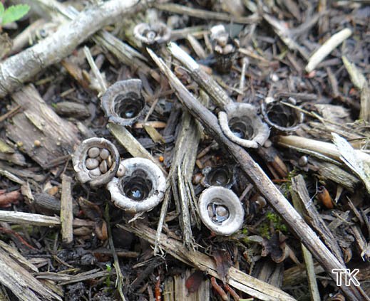 Cyathus olla - Topfteuerling