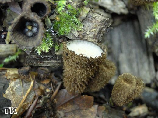 Cyathus striatus - Gestreifter Teuerling