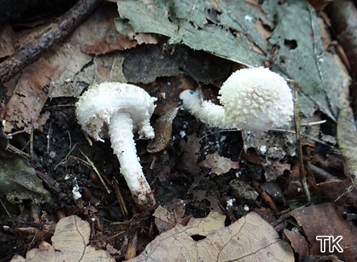 Cystolepiota adulterina - Fastberingter Mehlschirmling