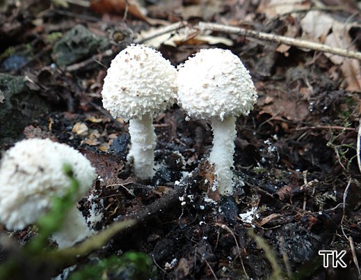 Cystolepiota hetieri - Rotfleckender Mehlschirmling
