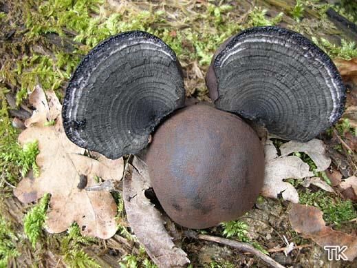 Daldinia concentrica - Kohliger Kugelpilz