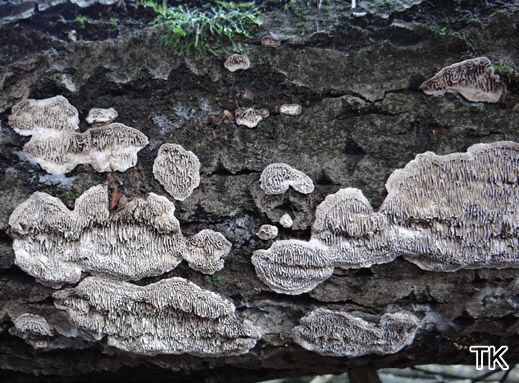 Datronia mollis - Großporige Datronie