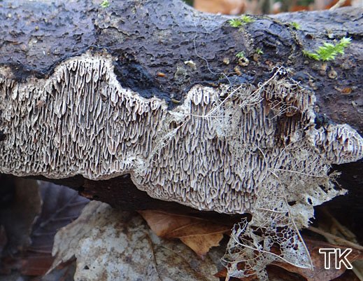 Datronia mollis - Großporige Datronie