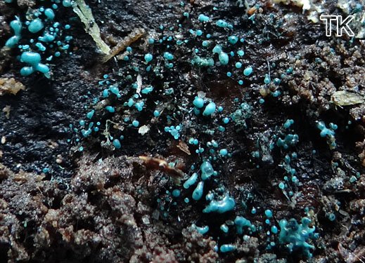 Dendrostilbella smaragdina