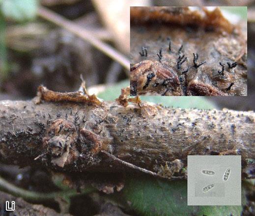Diaporthe eres - Dickpusteliger Kugelpilz