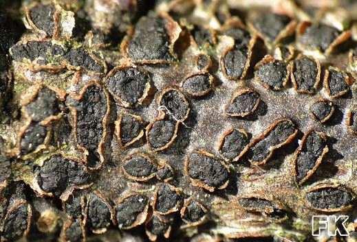 Dichomera saubinetii