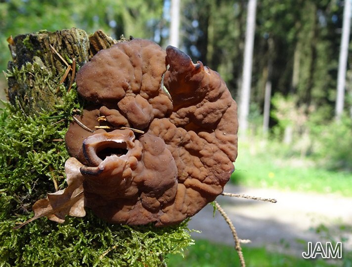 Größter Scheibling (Discina ancilis)