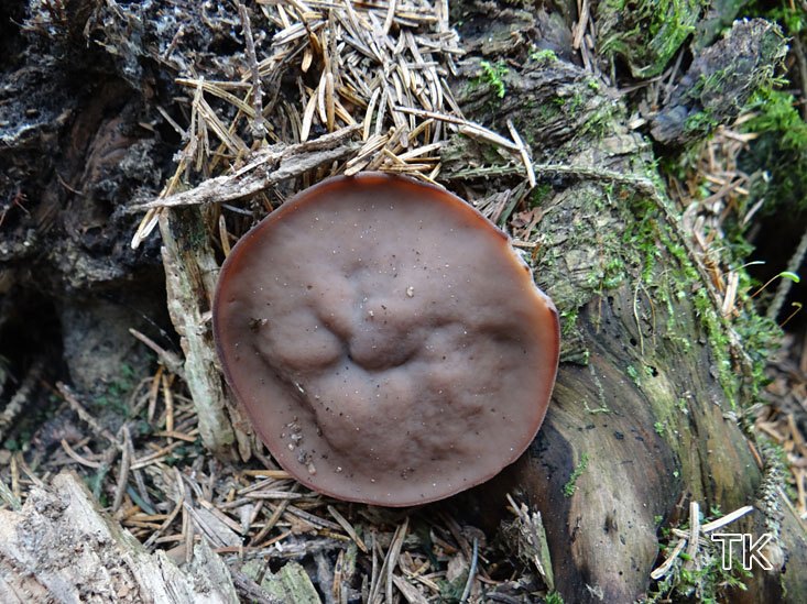 Scheibenlorchel (Discina ancilis)