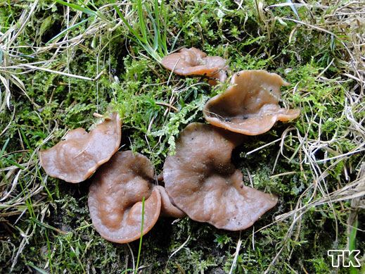 Discina perlata - Größter Scheibling