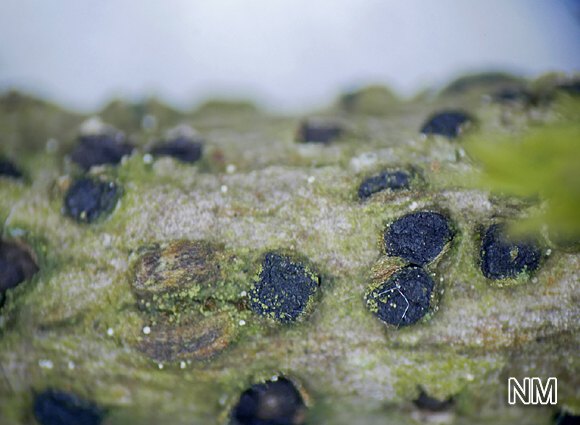 Holunder-Kernpilz (Dothidea sambuci)
