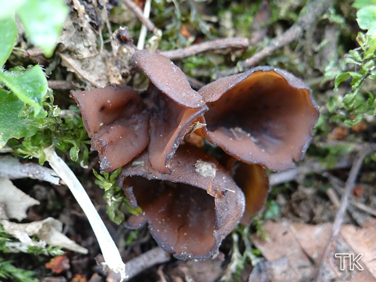 Anemonenbecherling (Dumontinia tuberosa)