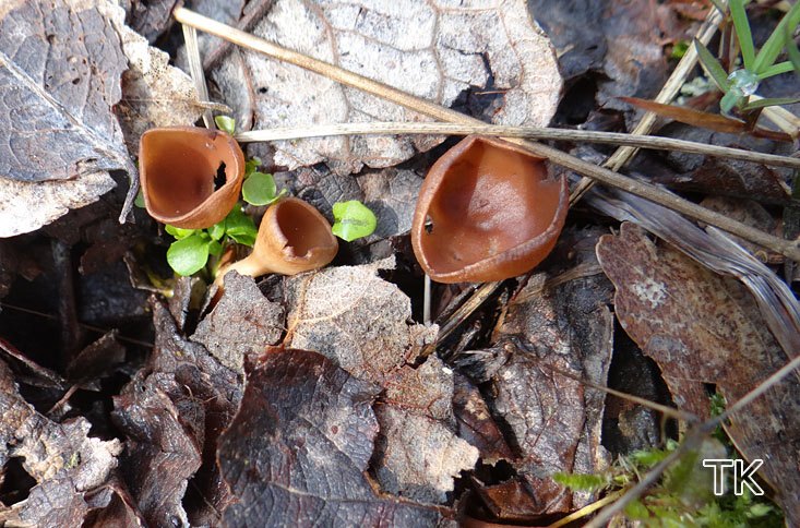 Anemonenbecherling (Dumontinia tuberosa)