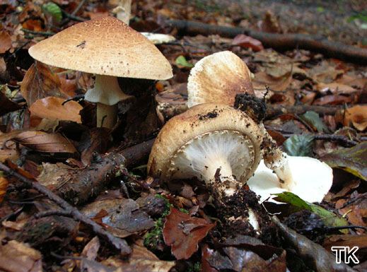 Echinoderma asperum - Spitzschuppiger Stachelschirmling