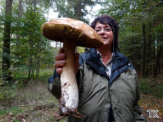 Boletus edulis