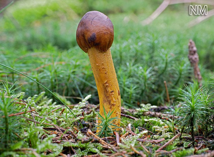 Kopfige Kernkeule (Elaphocordyceps capitata)