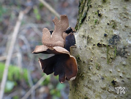 Encoelia furfuracea - Hasel-Kleiebecherling