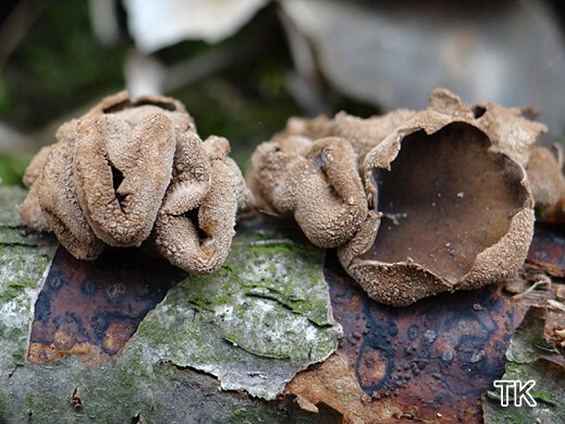 Encoelia furfuracea - Hasel-Kleiebecherling
