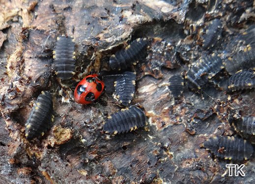 Scharlachroter Stäublingskäfer - Endomychus coccineus