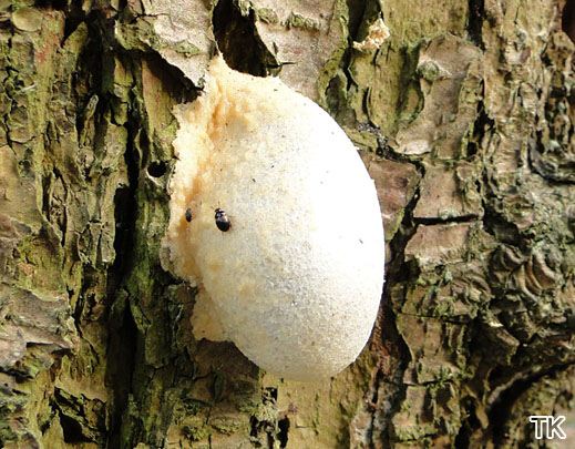 Enteridium lycoperdon - Bovistähnlicher Schleimpilz