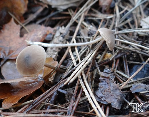 Entoloma hebes - Schlankstieliger Zitzenglöckling