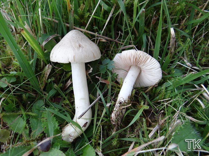 Mehlrrötling (Entoloma prunuloides)