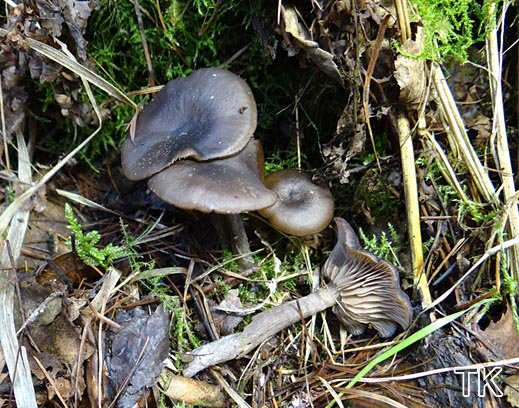 Entoloma sericeum - Seidiger Rötling