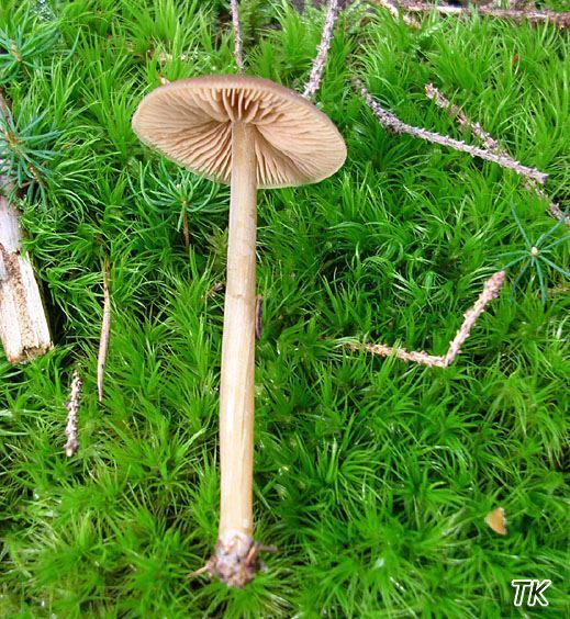 Entoloma cetratum