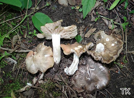 Entoloma clypeatum - Schildrötling Entoloma clypeatum - Schildrötling