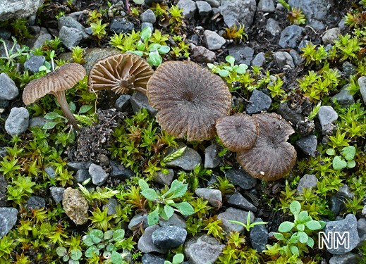 Entoloma graphitipes f. cystdiata - Graphitstieliger Nabel-Rötling