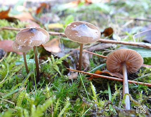 Entoloma hebes - Schlankstieliger Zitzenglöckling