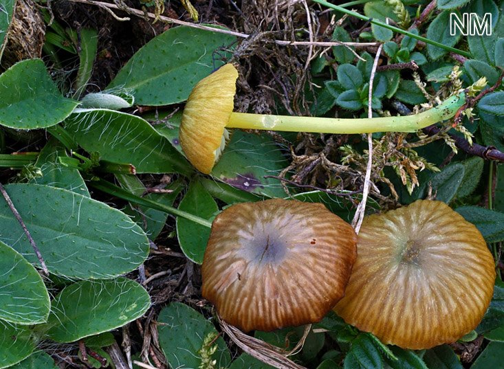 Braungrüner Zärtling (Entoloma incanum)