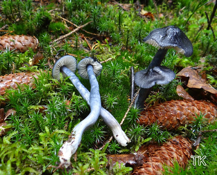 Stahlblauer Rötling (Entoloma nitidum)