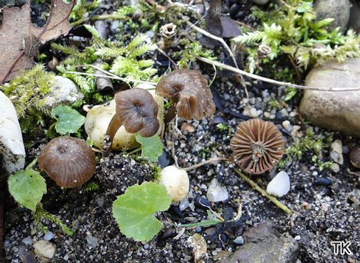 Entoloma phaeocyathus - Becher-Nabelrötling