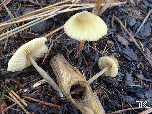 Entoloma pleopodium - Zitronengelber Rötling