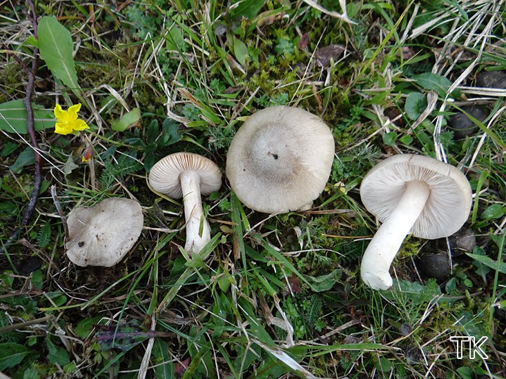 Mehlrötling (Entoloma prunuloides)