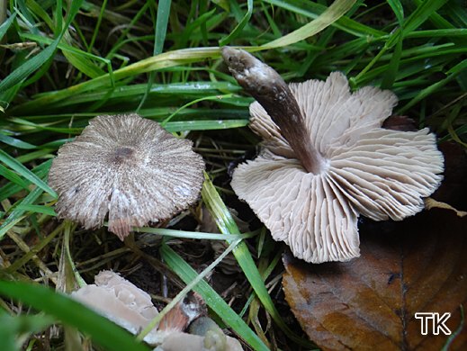Entoloma scabiosum - Tigerrötling