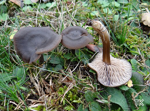 Entoloma sericeum - Seidiger Rötling
