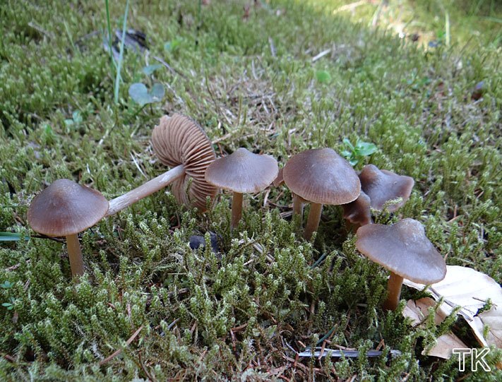Frühlingsrötling (Entoloma vernum)