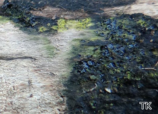 Eutypa flavovirens - Gelbgrüner Krustenkugelpilz Eutypa flavovirens - Gelbgrüner Krustenkugelpilz