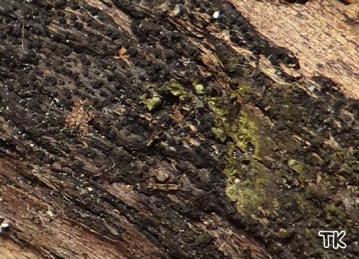 Eutypa flavovirens - Gelbgrüner Krustenkugelpilz