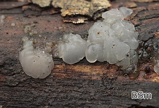 Exidia candida