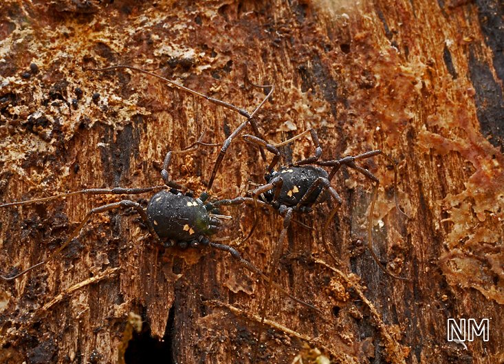 Vierfleckiger Fadenkanker (Paranemastoma quadripunctatum)