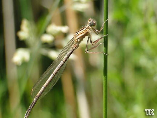 Federlibelle (Platycnemis pennipes)
