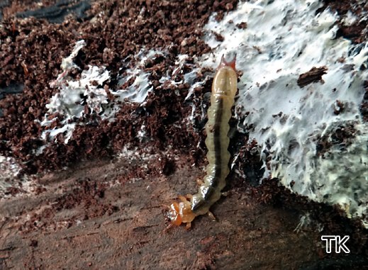 Pyrochroa coccinea, Larve